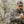 Knowhere Outdoors IronBuck Grunt Tube - Knowhere Outdoors