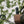 Knowhere Outdoors IronBuck Grunt Tube - Knowhere Outdoors